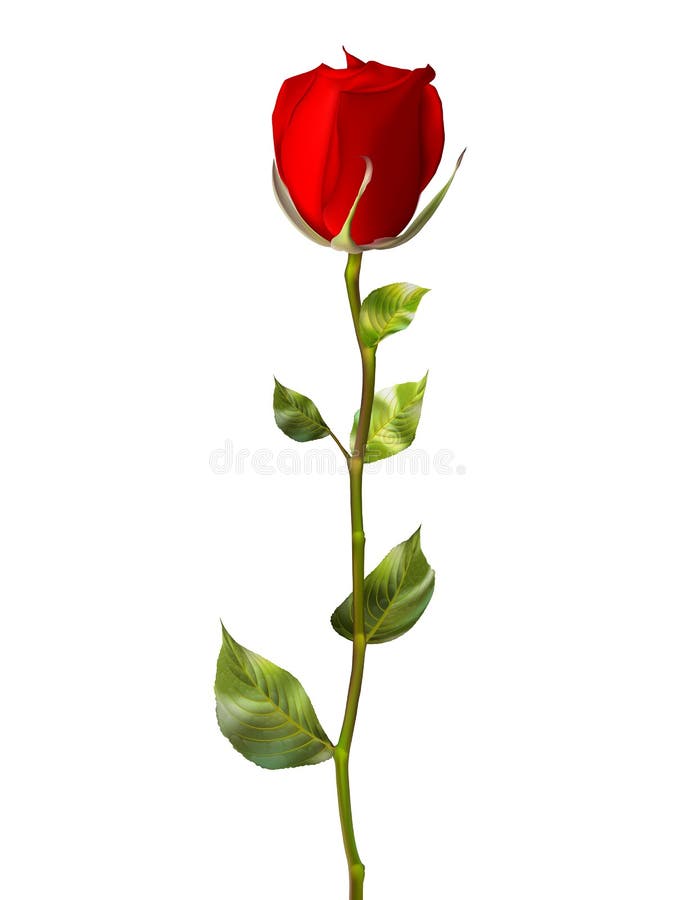 El único rosa roja en blanco.