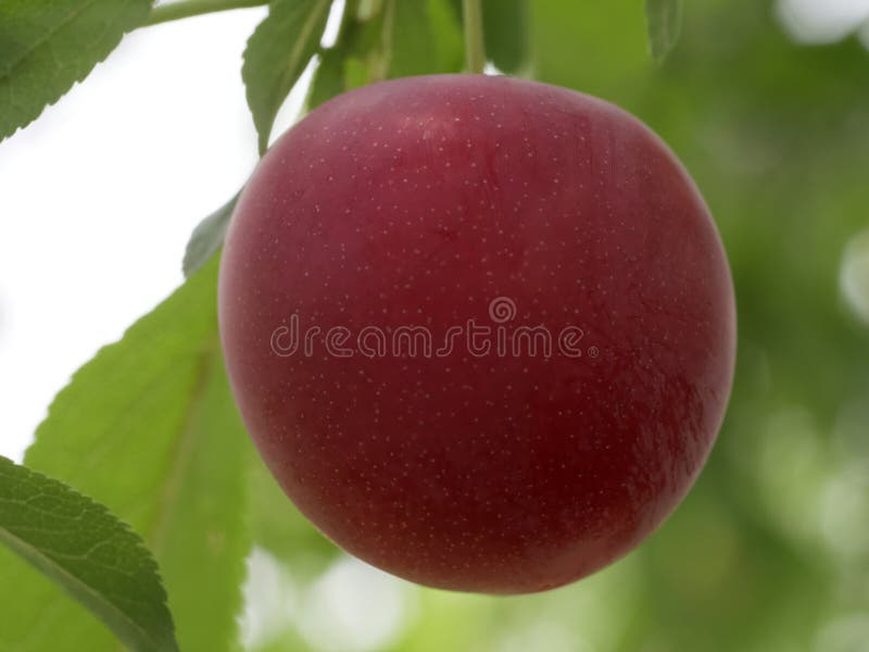 A Single Ripe Raspberry Berry Macrophoto Ripe Pink Berry Stock Image