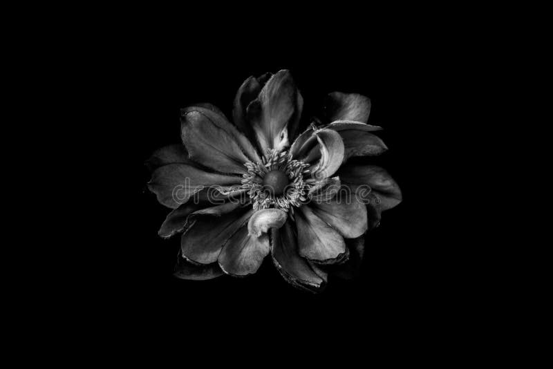 Romantic flower stock photo. Image of growing, flower 25510942