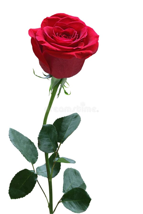 Single Rose stock photography
