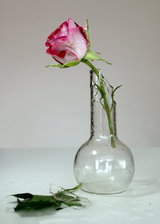 Single rose