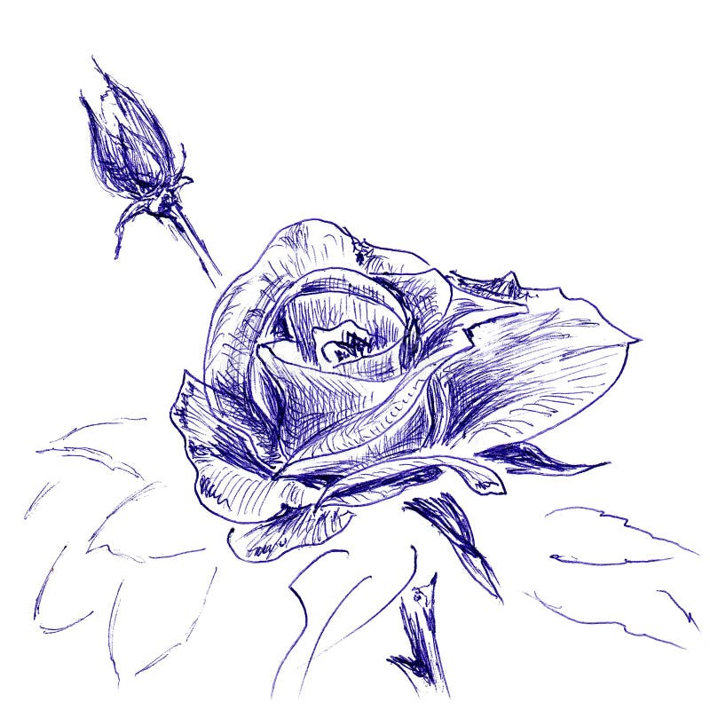 How you could draw an easy rose with sketching using pen You must try  Roses  drawing Rose drawing simple Rose sketch