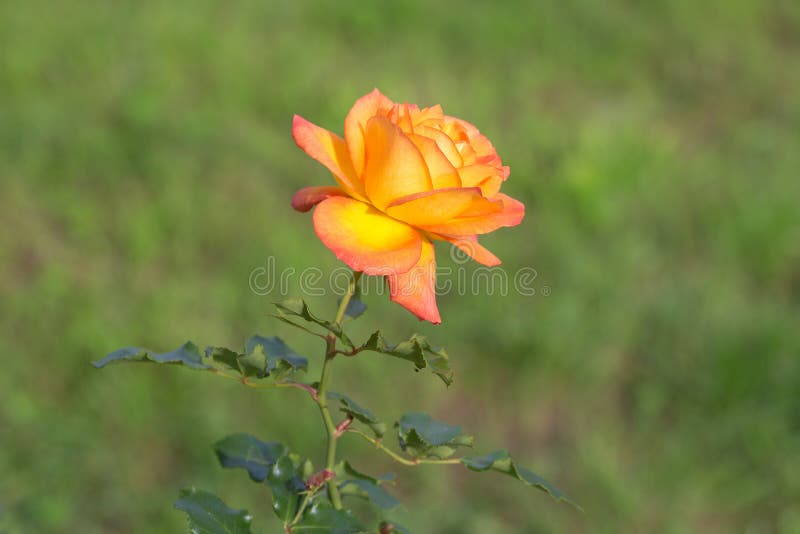 Single rose close up stock photo. Image of macro, plant 77445368