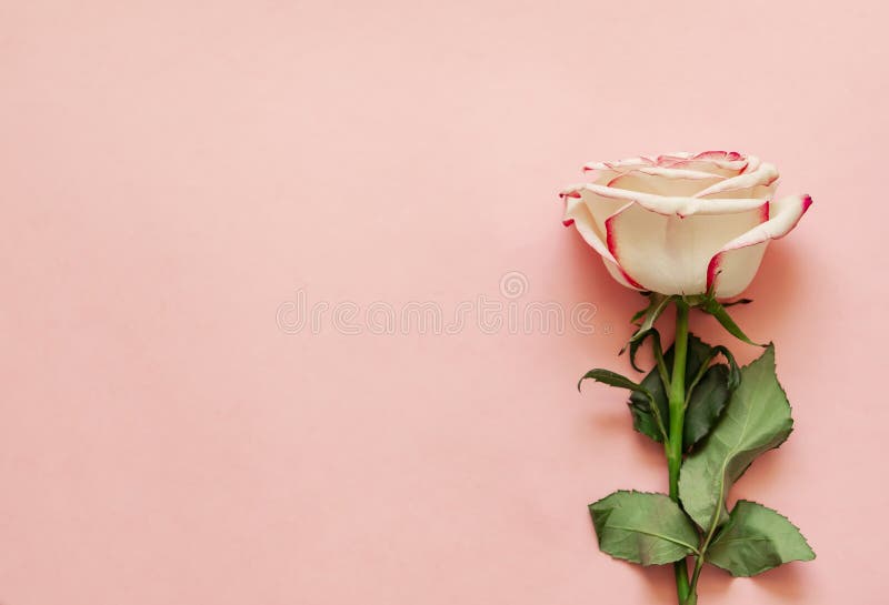Single Rose Flower on Pink Background with Place for Text Stock Photo -  Image of copy, flower: 143154966