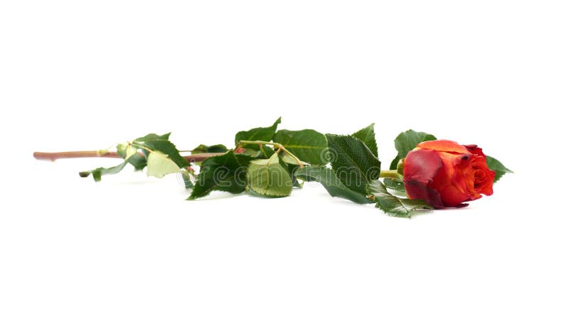 Single rose isolated lying over the white surface