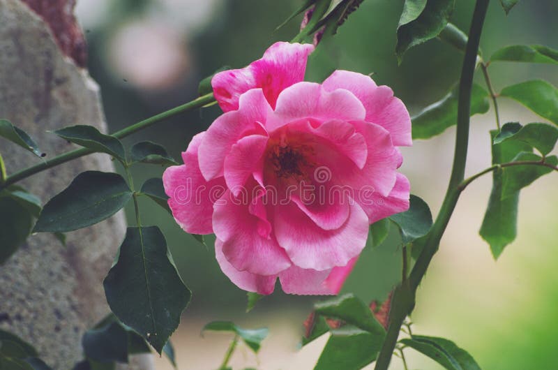 A Single Rose stock image. Image of flower, flora, foliage 247219497
