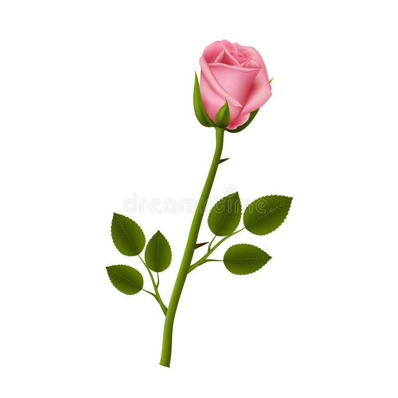 Single Rose on a White Background. Stock Vector - Illustration of ...