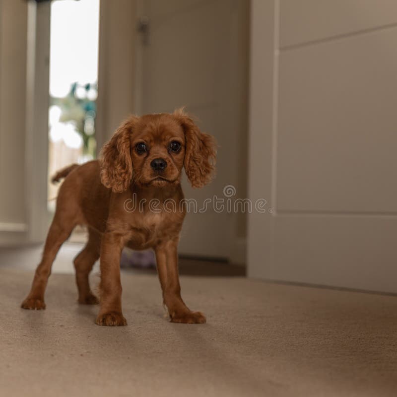 A Single Ruby Cavalier King Charles Spaniel Puppy Stock Photo - Image of  happy, headshot: 141574372