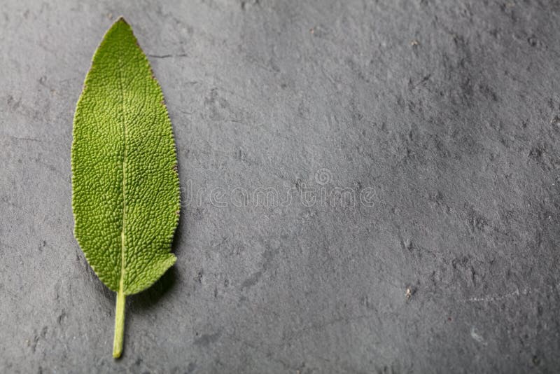 Single Sage Leaf stock photo. Image of common, seasoning 14436932