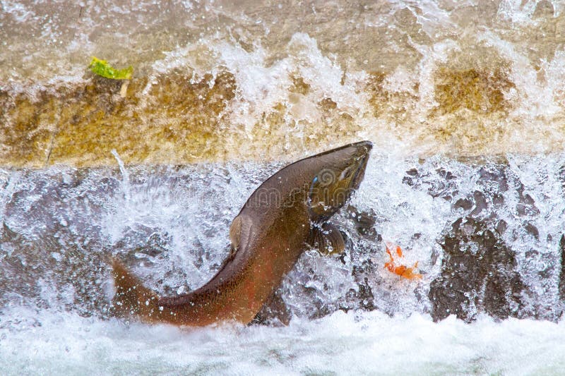 Jumping Atlantic Salmon stock photo. Image of full, grey 22739450