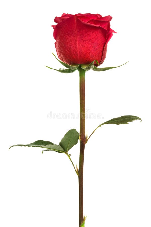 85,570 Single Rose Photos Free & RoyaltyFree Stock Photos from