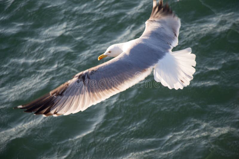 Single seagull flying over sea waters