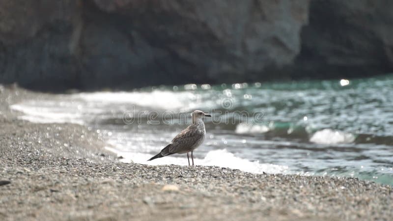 Seagull Beach Shore Bird Standing Water stock video footage