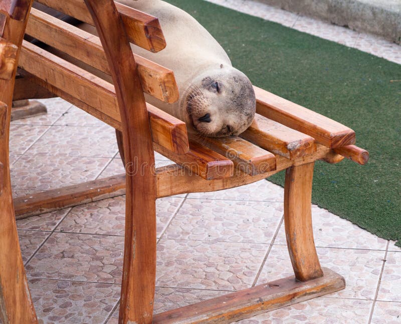 Single sealion or seal sleeping on bench