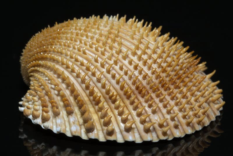 Single seashell of bivalvia on black background