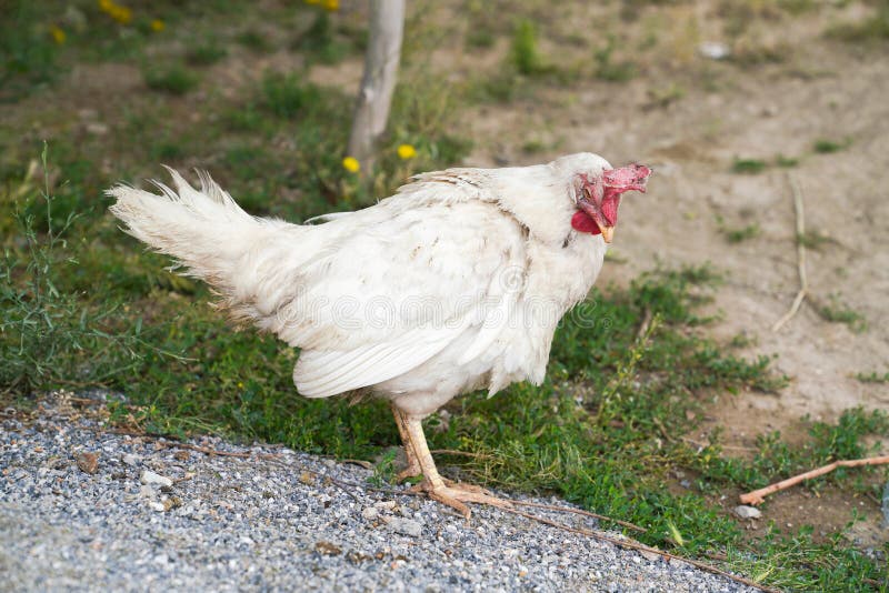 Single sick white chicken is standing and thinking royalty free stock photography