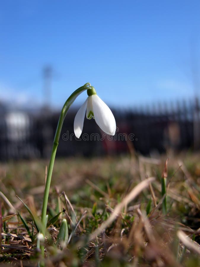 2,114 Single Snowdrop Stock Photos - Free & Royalty-Free