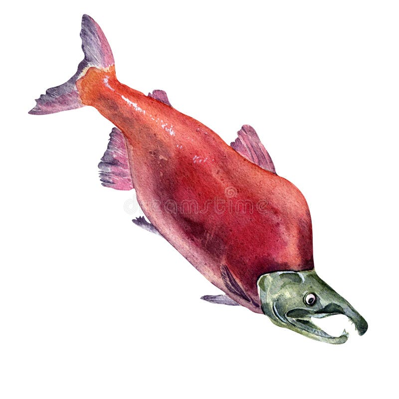 Sockeye Salmon Watercolor Stock Illustrations – 40 Sockeye Salmon  Watercolor Stock Illustrations, Vectors & Clipart - Dreamstime