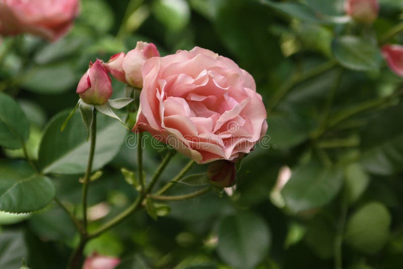 Single Varietal Blooming Rose Flower in the Garden on a Sunny Day ...