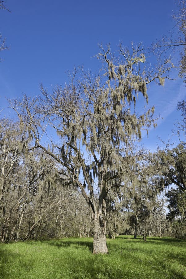 A Single Southern Live Oak Tree in the Foreground with Spanish Moss