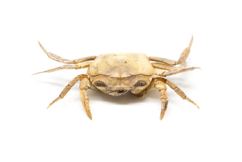 Single Steamed Carcasses Crab. Stock Image - Image of seafood, ocean ...