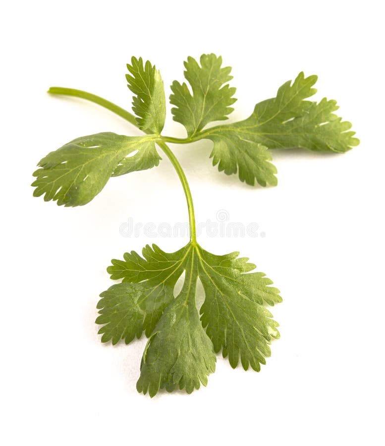 Single Stem of Cilantro on a White Background Stock Photo Image of
