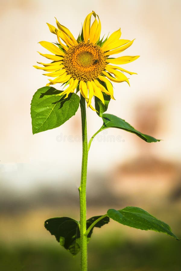 Single stem sunflower stock image. Image of pretty, single 142260583