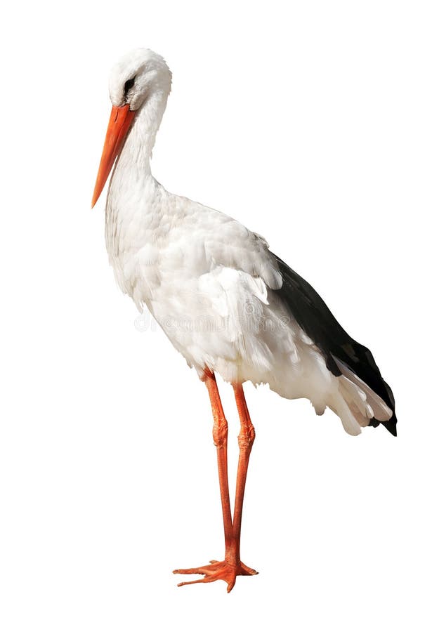 Single Stork Isolated on White Stock Photo - Image of nose, animal ...