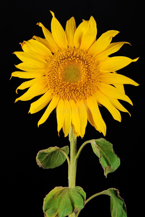 Single sunflower stock photo. Image of blossom, nature 11388674