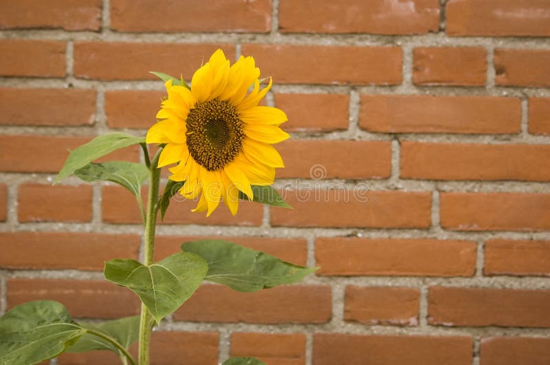 Single sunflower