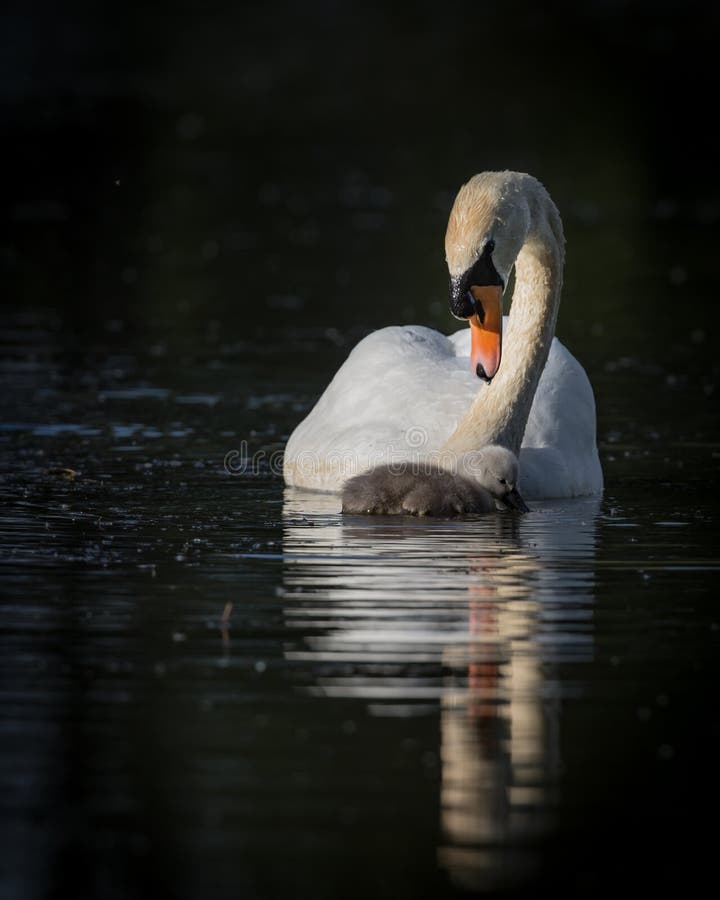 Single swan and stock image. Image of young, 70626949