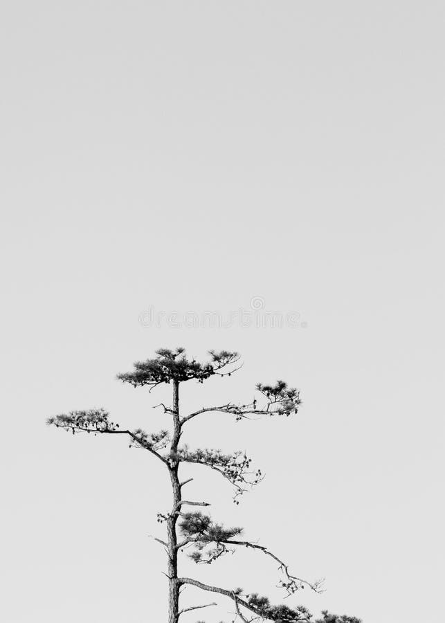 One Skinny Pine Tree Monochrome Stock Image Image Of Gordons Environment 121157985