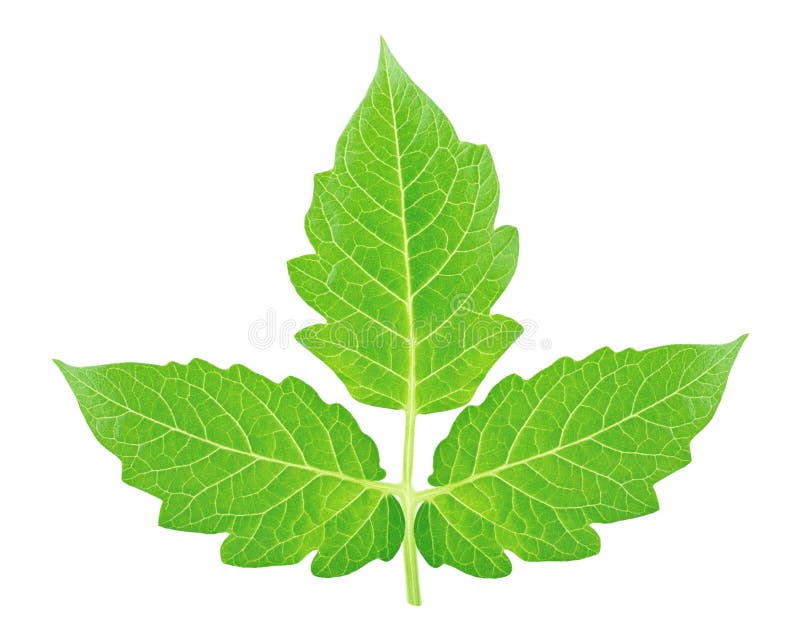Single Tomato Leaf Isolated on a White Background. Stock Photo Image of color, single 185693818