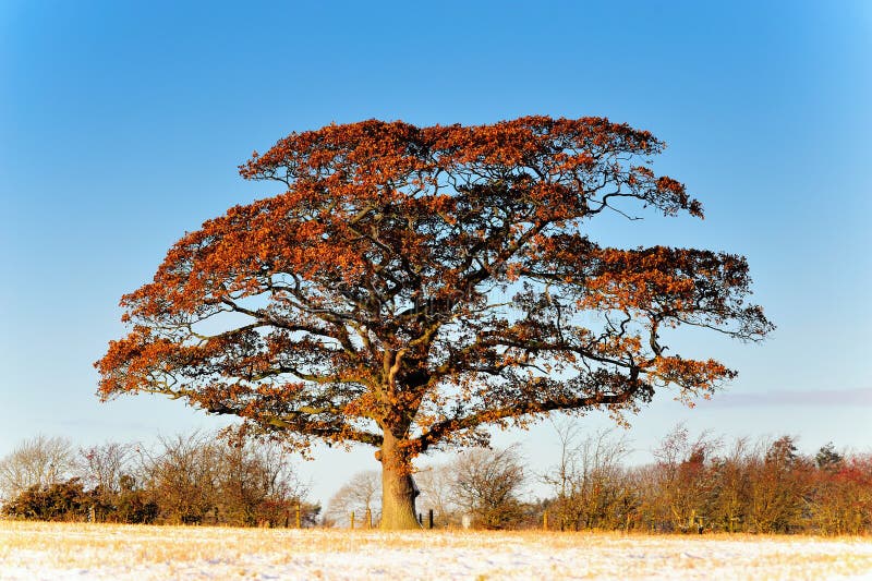 Single Tree