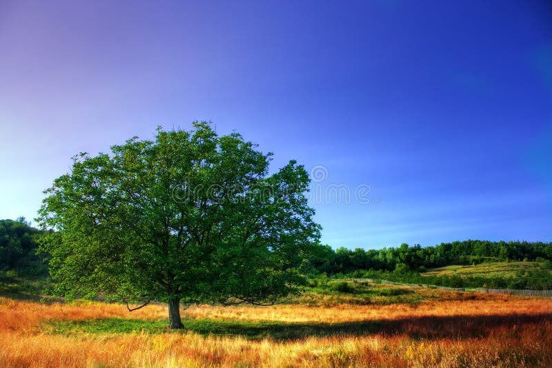 Single tree royalty free stock image