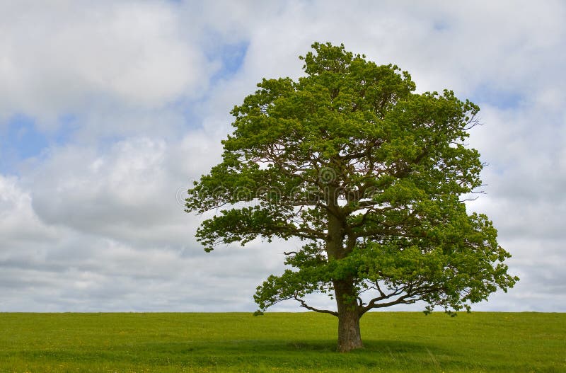 Single tree stock photography