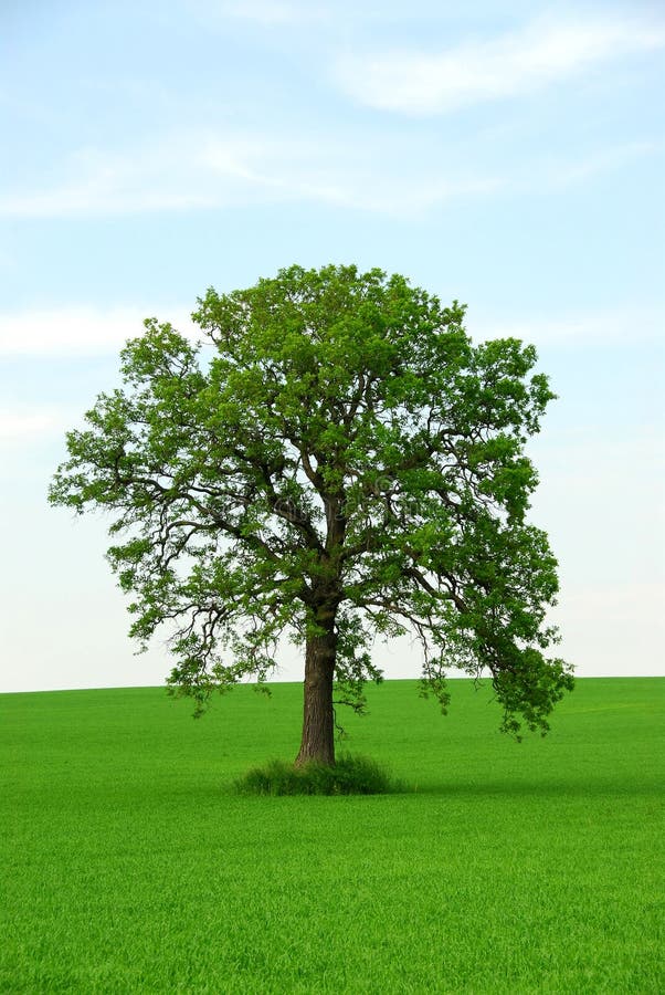 Single tree stock photos