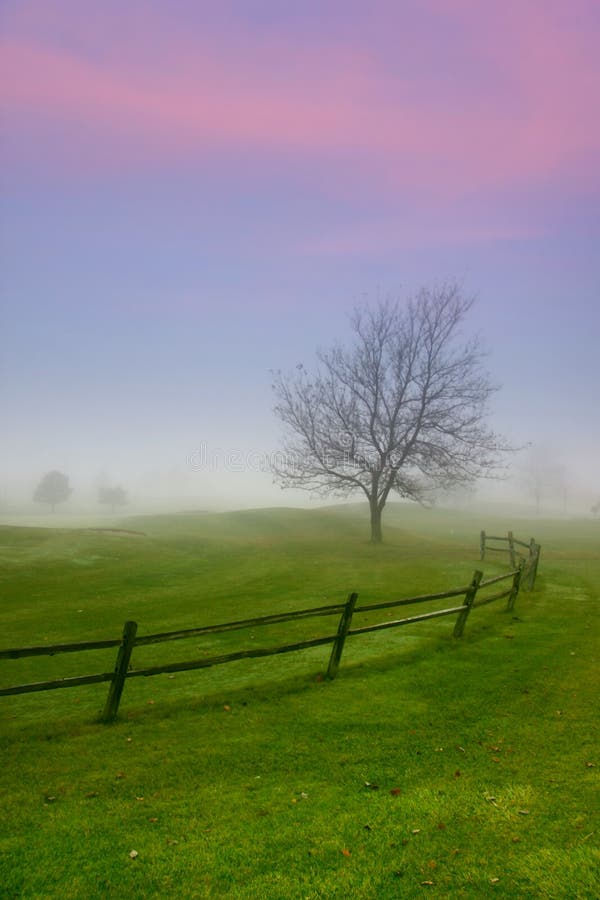 Single tree caught in the winter fog