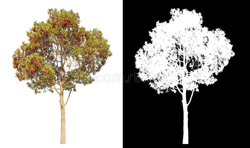 Single tree with clipping path and alpha channel on black background. royalty free stock photography