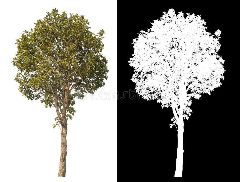 Single tree with clipping path and alpha channel on black background. royalty free stock photos