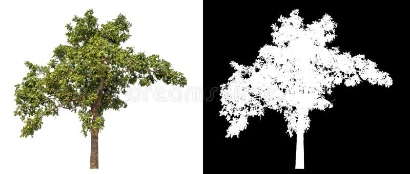 Single tree with clipping path and alpha channel on black background. stock photography