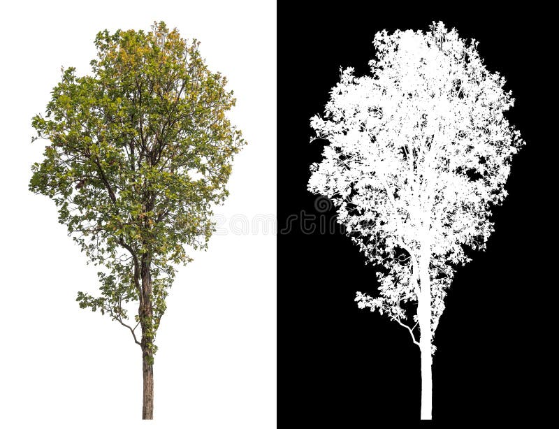 Single tree isolated on white background with clipping path and alpha channel. royalty free stock photography