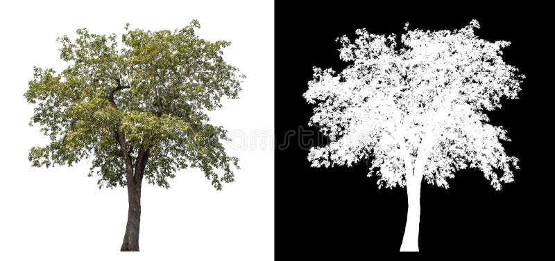 Single tree isolated on white background with clipping path and alpha channel. stock photos