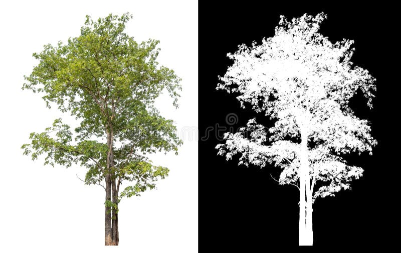 Single tree isolated on white background with clipping path and alpha channel. royalty free stock photos