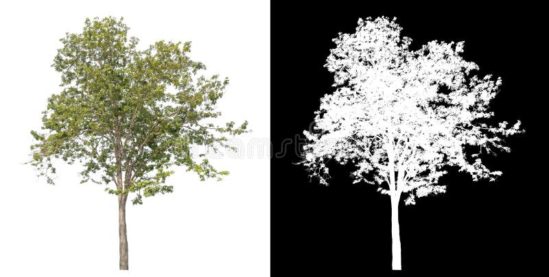 Single tree isolated on white background with clipping path and alpha channel. stock photography