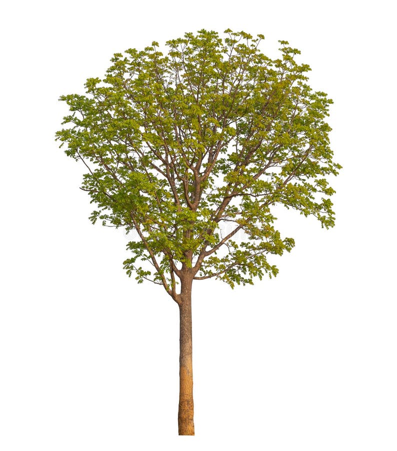 Single tree with clipping path and alpha channel. royalty free stock photos