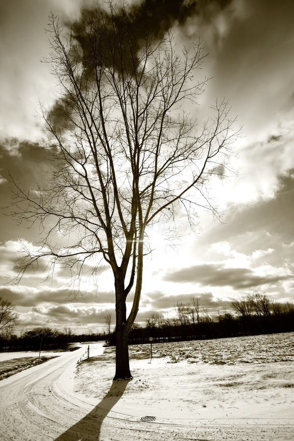 Single Tree And Drive Way