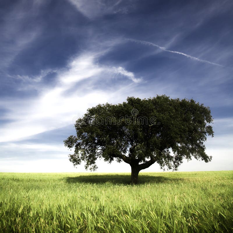 Single tree in the field stock photography