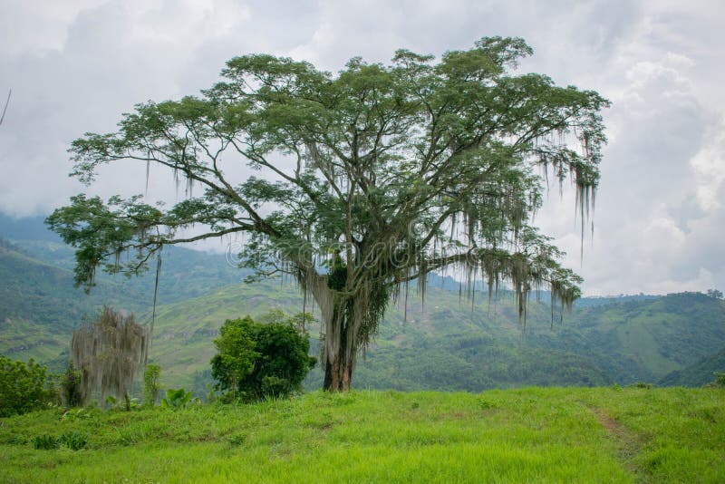 Tree with Moss on Hillside in Colombian Jungle