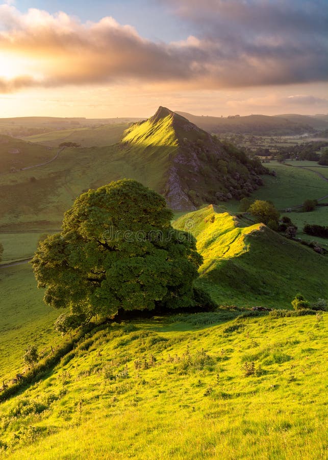 Single Tree On Hillside In The Peak District On A Summer Morning With Majestic Clouds And Beautiful Sunlight.